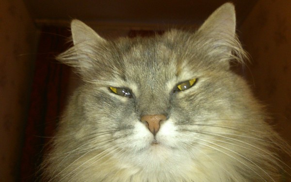 Когда покушала и жизнь прекрасна.