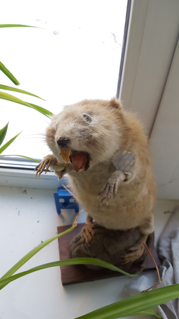 Стоит у инспектора в гибдд на окне