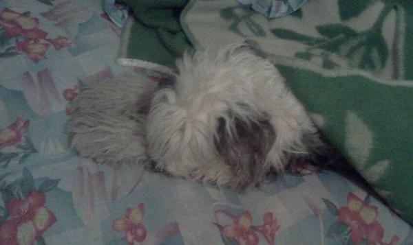 Сибирь...-35...даже бобтейл заныкался под одеяло.