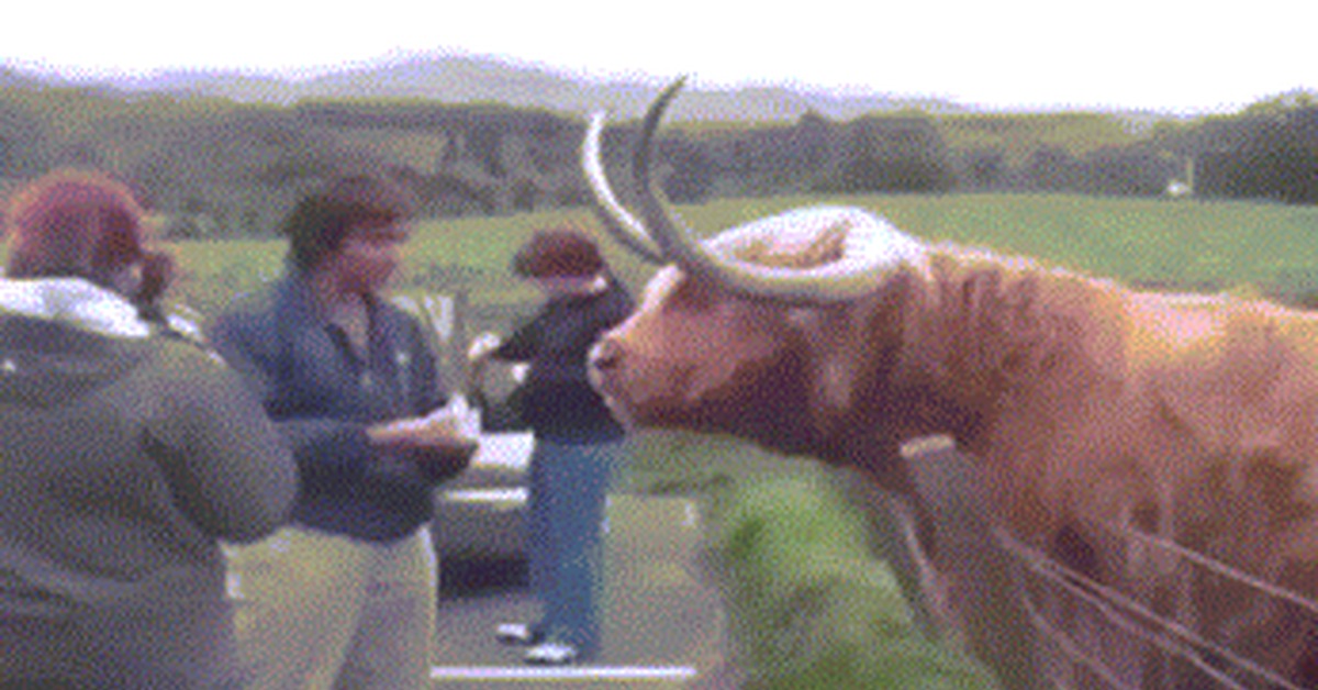 Mess With The Bull Get The Horns Gif