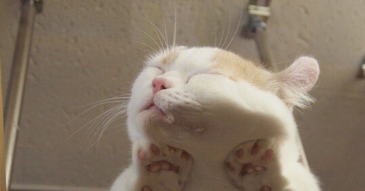 Кот на стекле