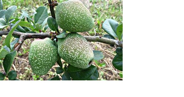 Что это за плод?