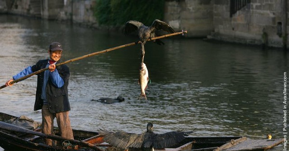 Ловите рыбу с помощью. Рыбалка с бакланами в Китае. Рыбная ловля с бакланами в Китае. Рыбалка с бакланами в Японии. Бакланы ловят рыбу в Китае.