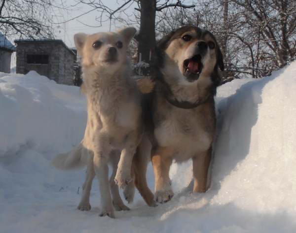 Решил пофоткать своих собачек