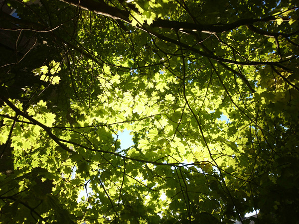 Немного солнца в эту холодную зиму =)