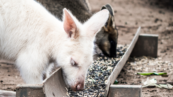 Альбинос кенгуру