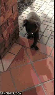 Чем питаются детеныши коалы. Смотреть фото Чем питаются детеныши коалы. Смотреть картинку Чем питаются детеныши коалы. Картинка про Чем питаются детеныши коалы. Фото Чем питаются детеныши коалы