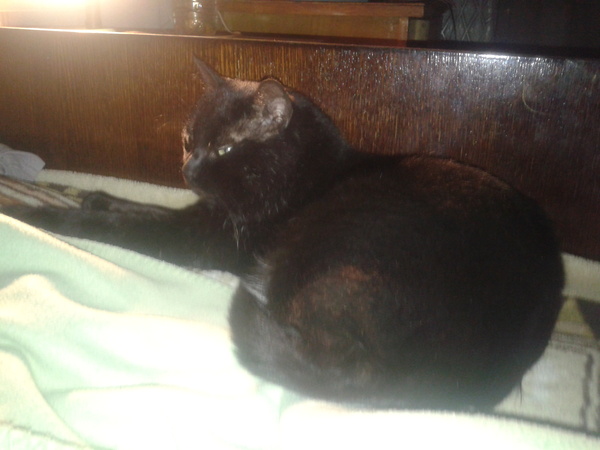 Минутка гордости за кота защитника