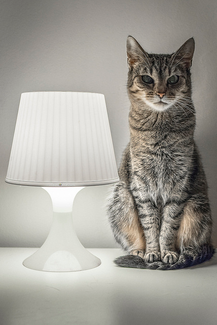 Ламповый. Недовольный. Пушистый.