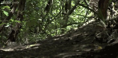 Какапо - птицы не умеющие летать