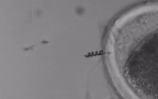 Магнитный моторчик направит сперматозоид прямо в цель