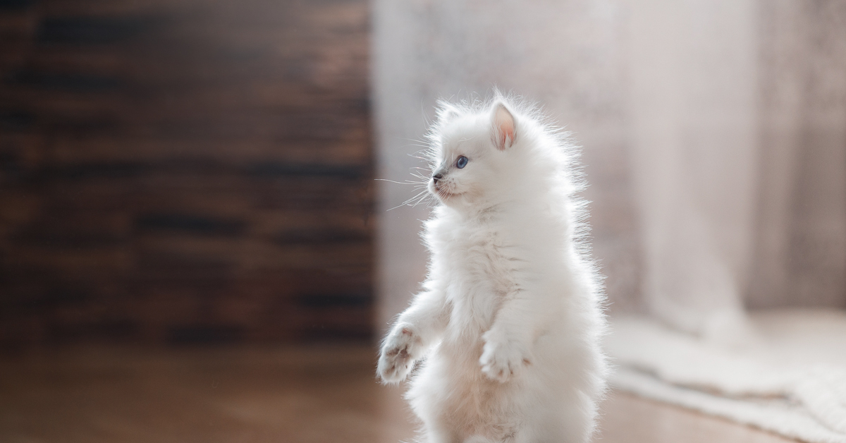 Белый маленький котик