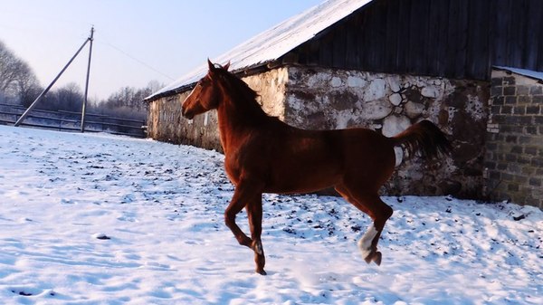 save the horse - NSFW, My, Russia, In contact with