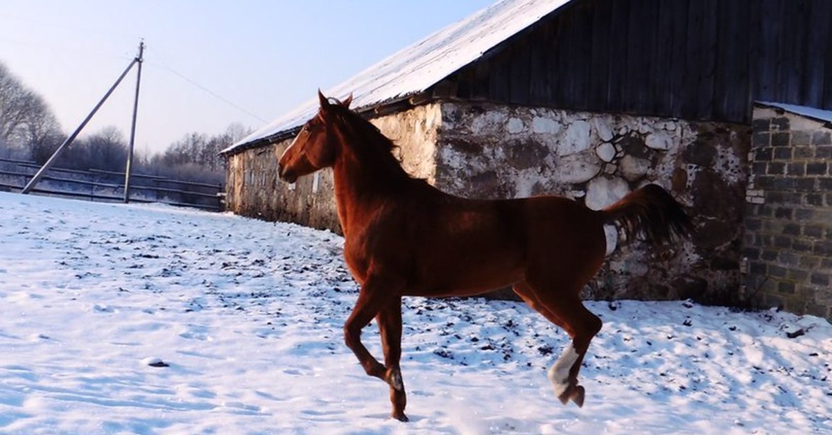 Лошадиное время