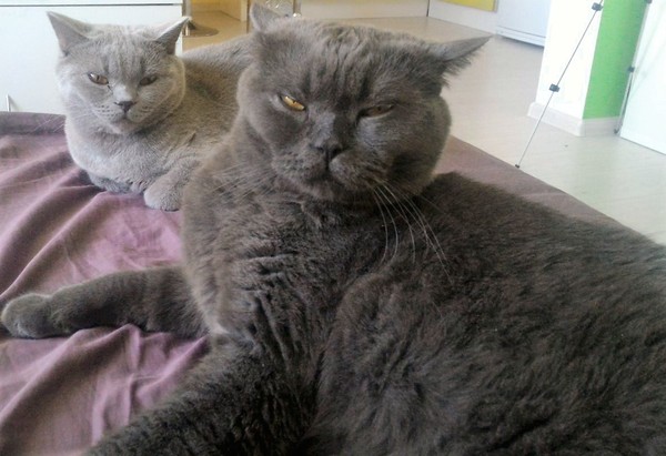 - А не запрятал ли ты еду, часом?!