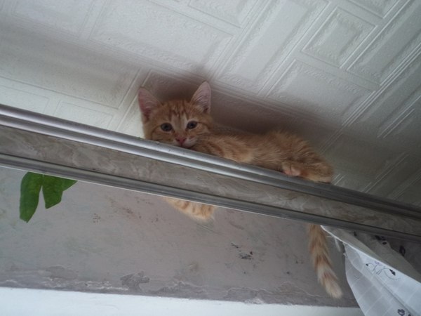 В поисках кота