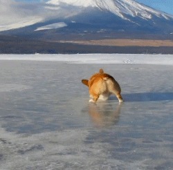 Корги на льду Корги, Собака, Зима, Лед, Баянометр молчит, Гифка