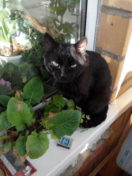 Отдам кота в до6рые руки