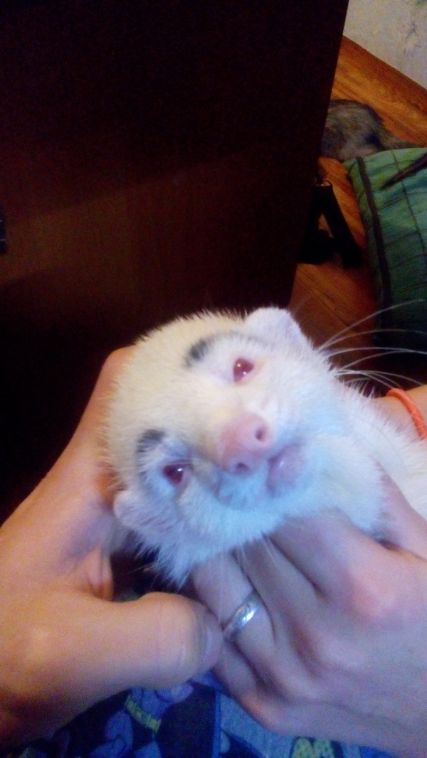 Eyebrowed polecat, it's a sin for an albino to draw eyebrows :-D - My, Ferret, Brows, Albino, Animals, My animals