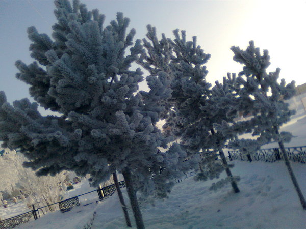 Деревья в снегу.