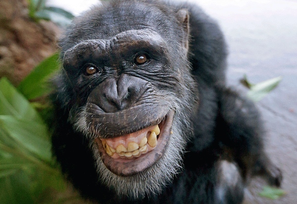 За что дают премию шнобеля. Смотреть фото За что дают премию шнобеля. Смотреть картинку За что дают премию шнобеля. Картинка про За что дают премию шнобеля. Фото За что дают премию шнобеля За что дают премию шнобеля. Смотреть фото За что дают премию шнобеля. Смотреть картинку За что дают премию шнобеля. Картинка про За что дают премию шнобеля. Фото За что дают премию шнобеля