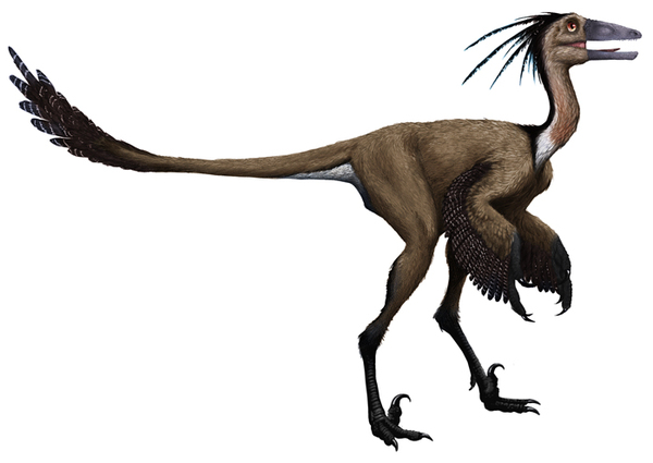 Sinovenator ,  , , Saurischia, , Averaptora, Troodontidae, Sinovenator