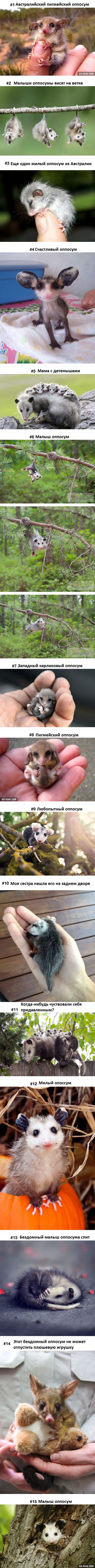 15 самых милых и интересных фотографий оппосумов которые вы когда-либо видели.