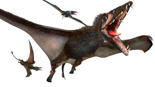 Eudimorphodon ,  , , , , Campylognathoididae, Eudimorphodon, 