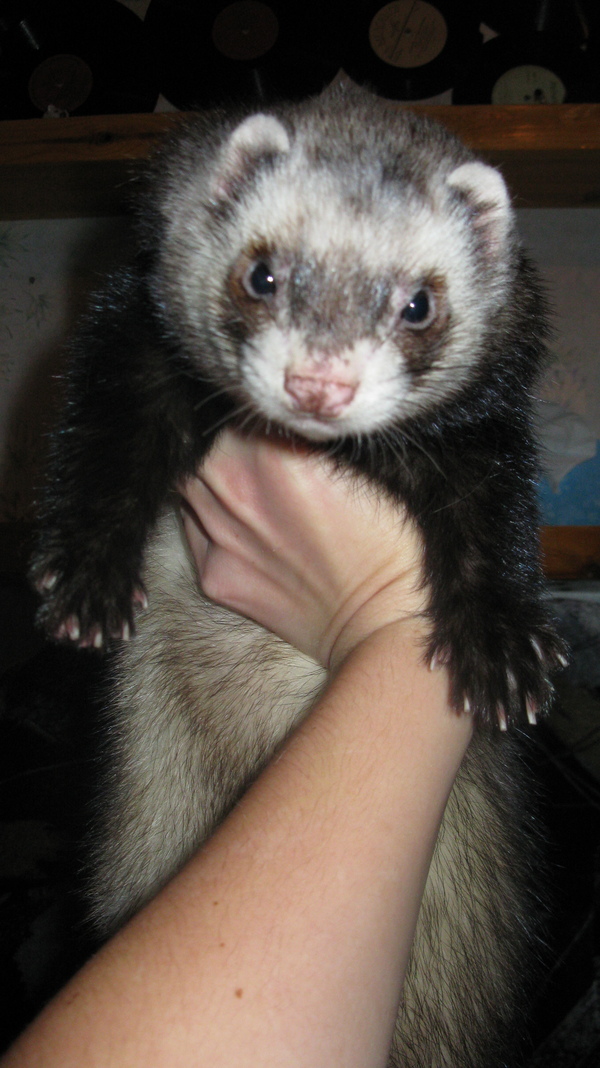 Кажется он ночью меня загрызет)))