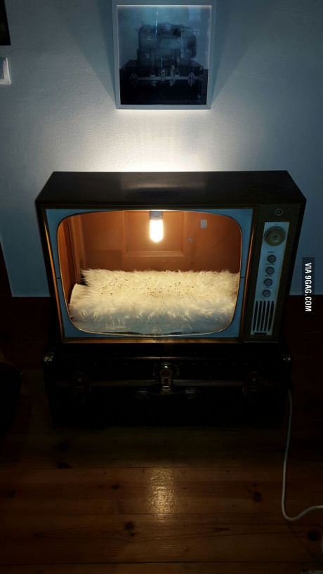 Место котенка