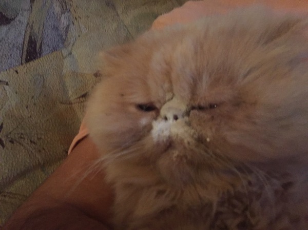 ���-��������� - ���� � �����