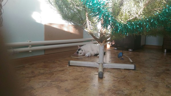 Charging completed! - My, cat, New Year, The animal was not injured