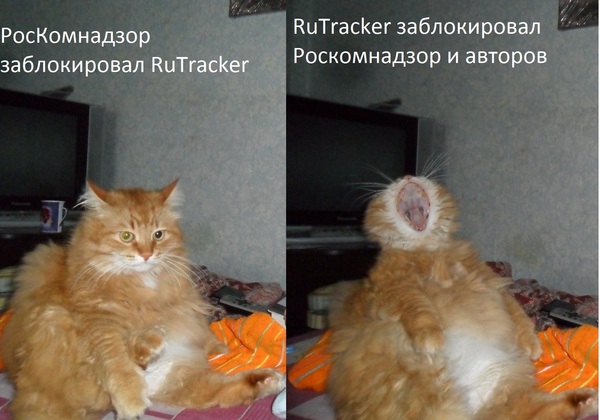   )) , ,  , Rutracker