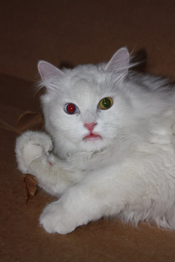 Мой кот белый и пушистый