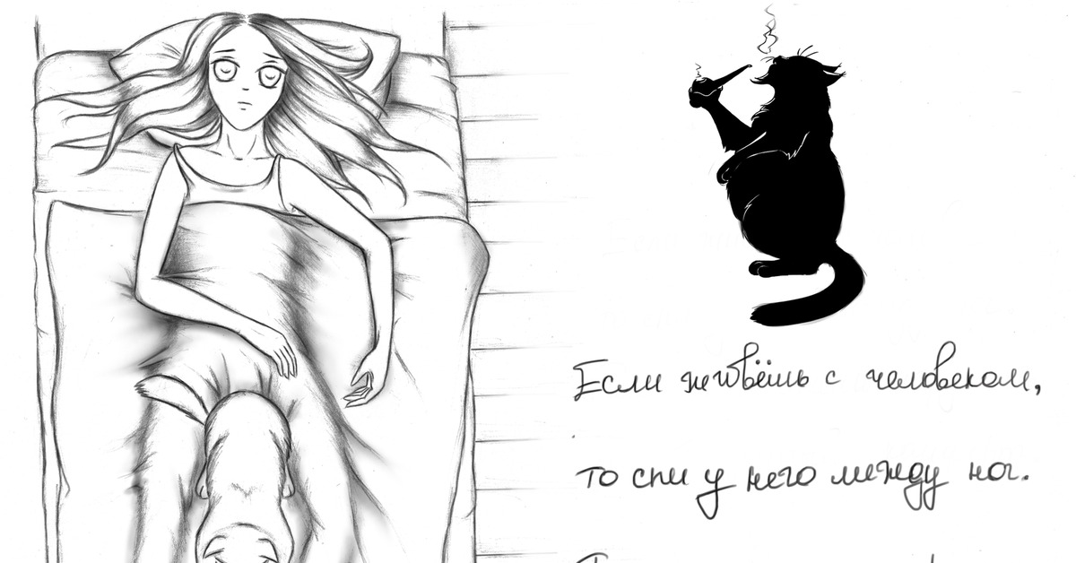 Кошачья закономерность | Пикабу