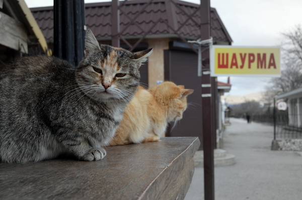 ���������