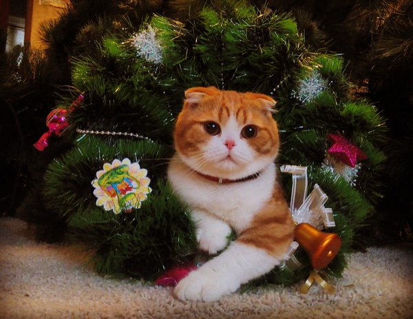 Марсик всё таки опрокинул ёлку и получил свой венок победителя) А ещё он тут похож на льва из Metro- Goldwyn-Mayer)