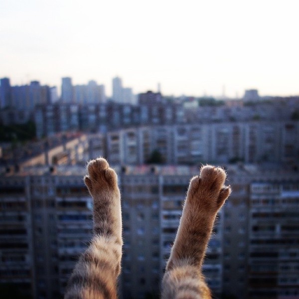       ,     ?!) , , , Smartik