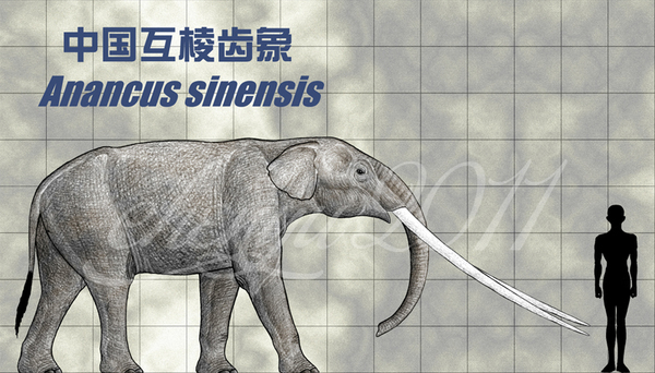  ,  , , Paenungulata, Proboscidea, Gomphotheriidae, , 