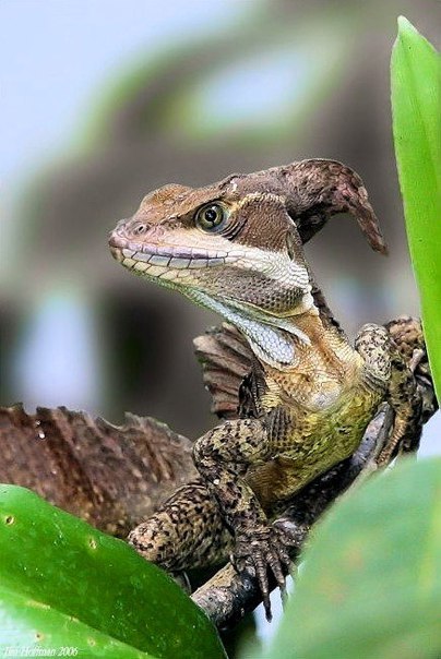 �������� ��������� (Basiliscus vittatus)