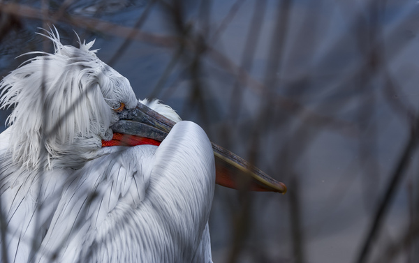 Пеликан обиделся