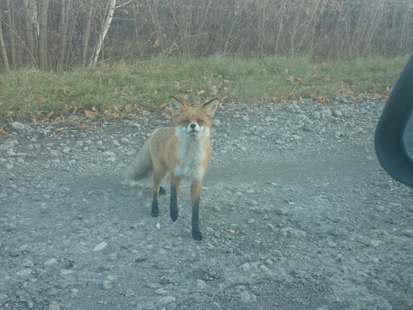 "Колобок есть? А если найду?!"