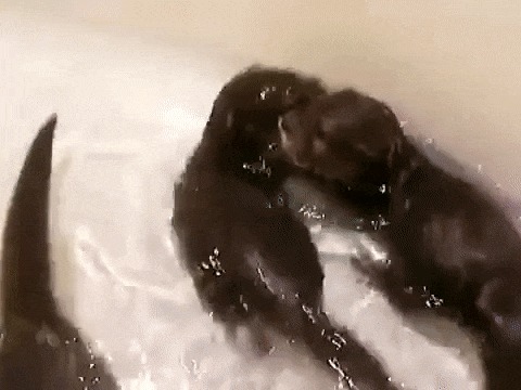 Малыши выдры учатся плавать.. Выдра, Ванна, Гифка, Видео