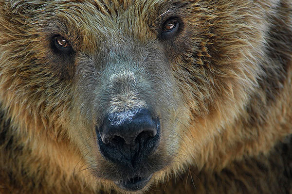 Медведь и алкаши чем закончилось. Смотреть фото Медведь и алкаши чем закончилось. Смотреть картинку Медведь и алкаши чем закончилось. Картинка про Медведь и алкаши чем закончилось. Фото Медведь и алкаши чем закончилось