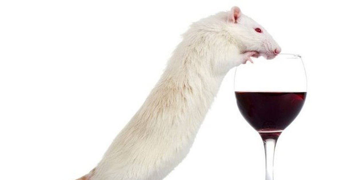 Мышь с бутылкой. Мышь пьет. Мышь карикатурная. Мышь с алкоголем. Алкаш мышки.