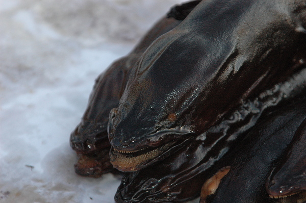 Это всего лишь голова копченого угря :)