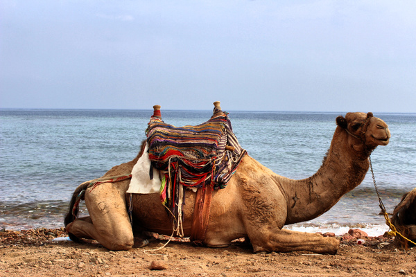 Верблюд