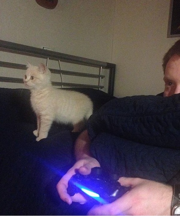 All men are the same - My, cat, Playstation 4, Seals are drugs