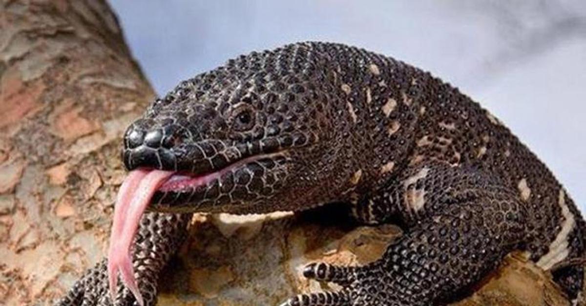 аризонский ядозуб. опасные ящерицы для людей. жилатье (аризонский ядозуб). опасные ящерицы для людей. опасные ящерицы для людей.