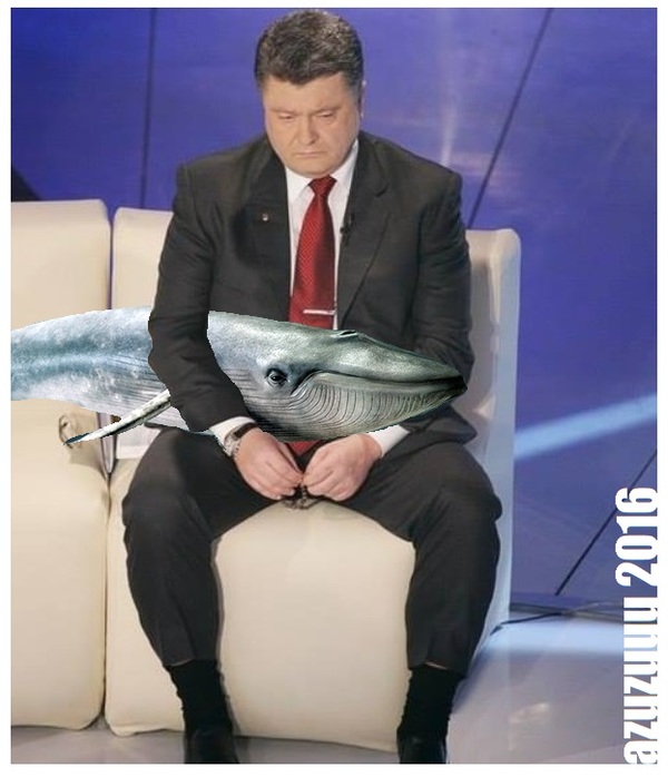 Petro and his kit... - Whale, cat, Kitkot, Petro Poroshenko, Post #3365385, Azuzuuu